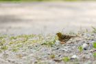 serin_190619a.jpg