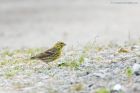 serin_190619b.jpg