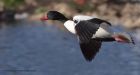 shelduck_011111a.jpg