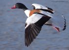 shelduck_011111b.jpg