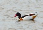 shelduck_040308a.jpg