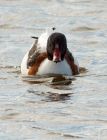 shelduck_040308d.jpg