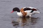 shelduck_041111a.jpg