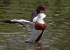 shelduck_070509a.jpg