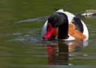 shelduck_070509b.jpg