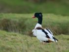 shelduck_090108a.jpg