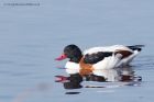 shelduck_091012a.jpg