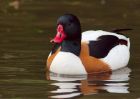 shelduck_110510a.jpg