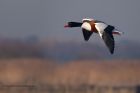 shelduck_111212a.jpg