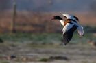 shelduck_111212d.jpg