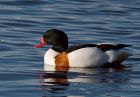 shelduck_121108a.jpg