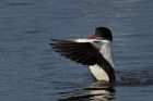 shelduck_130114b.jpg