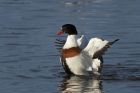 shelduck_130114c.jpg