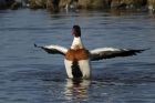 shelduck_130114f.jpg