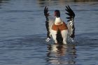 shelduck_130114h.jpg