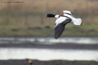 shelduck_130213c.jpg