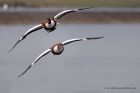 shelduck_130213h.jpg