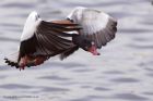 shelduck_140311b.jpg