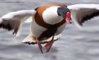 shelduck_140311d.jpg