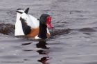 shelduck_140311e.jpg