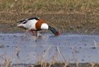 shelduck_1403a.jpg