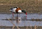 shelduck_1403c.jpg