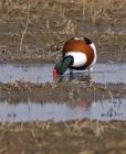 shelduck_1403d.jpg