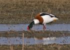 shelduck_1403e.jpg