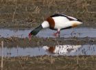 shelduck_1403i.jpg