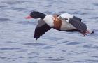 shelduck_171011a.jpg