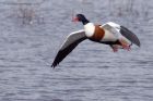 shelduck_171011b.jpg