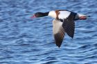 shelduck_190112a.jpg