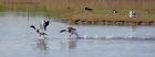 shelduck_190413a.jpg