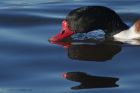 shelduck_191113a.jpg