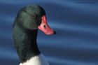 shelduck_191113e.jpg