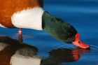 shelduck_200116a.jpg