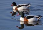 shelduck_210111a.jpg