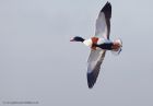 shelduck_21011e.jpg