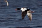 shelduck_220109a.jpg