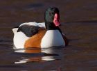 shelduck_220109b.jpg