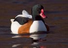 shelduck_220109c.jpg