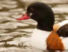 shelduck_250208a.jpg