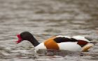 shelduck_250208b.jpg