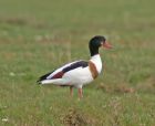 shelduck_2504b.jpg