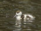 shelduck_260607c.jpg