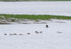 shelduck_2606a.jpg