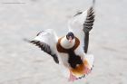 shelduck_MiM_311018b.jpg