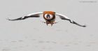 shelduck_MiM_311018c.jpg