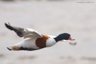 shelduck_mmWWT_250119a.jpg