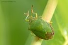 shieldbug_140613a.jpg